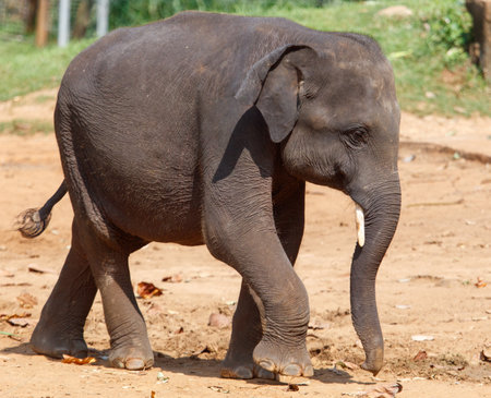 A baby elephant walking on the ground. The elephant is small and has a long trunk. The elephant is walking on a dirt roadの写真素材