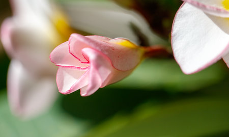 A pink flower with a white center and a yellow tip. The flower is in full bloom and has a delicate appearanceの写真素材