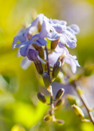 A purple flower with green leaves. The flower is in the middle of the stem. The stem is green and has a few leavesの写真素材