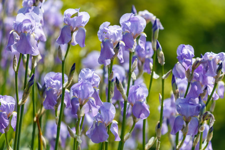 A field of purple flowers with green stems. The flowers are in full bloom and are scattered throughout the field. Scene is peaceful and serene, as the flowers are a beautiful and calming sightの写真素材