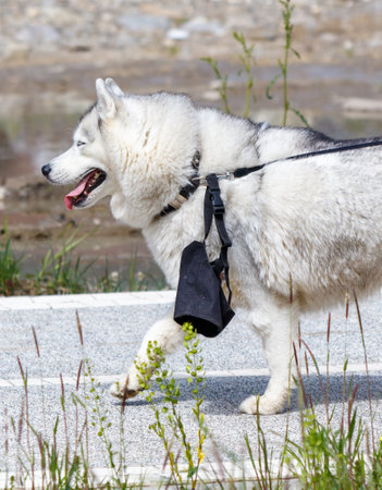 A dog is walking on a road with a leash and a black bag on its back. The dog is wearing a collar and he is enjoying the walkの写真素材