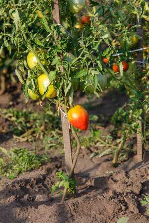 A tomato plant with a ripe tomato on a stem. The plant is surrounded by dirt and grassの写真素材