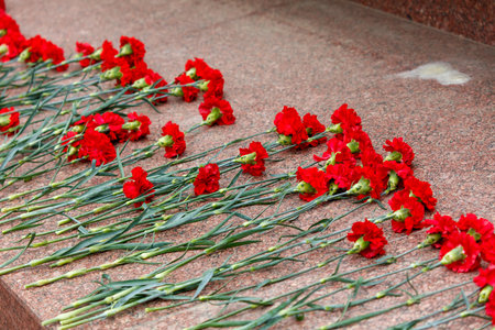 A row of red carnations are on a stone surface. The flowers are wilted and have been left to dryの写真素材