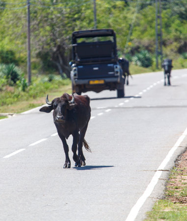 A black cow is crossing a road in front of a jeep. The jeep is driving behind the cow, and there are two people on the side of the roadの写真素材
