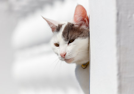 A cat is peeking out from behind a white wall. The cat is looking at the camera and he is curious about what is happening outsideの写真素材