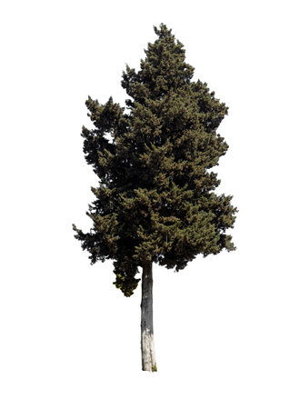 A large tree stands alone on a white background. The tree has no leaves, giving it a lonely and desolate appearanceの写真素材