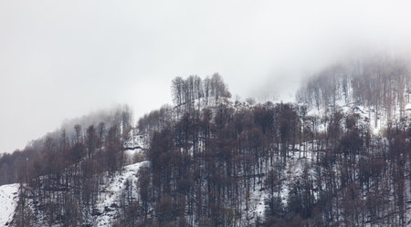 A snowy mountain with trees covered in snow. The sky is cloudy and the trees are bareの写真素材