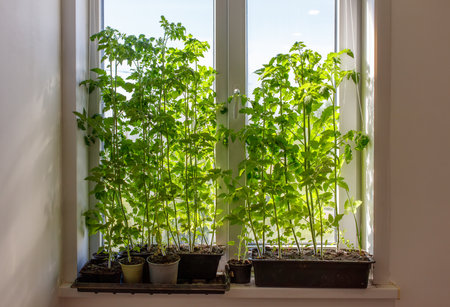 A window sill with several potted plants, including some herbs. The plants are growing in small pots and are arranged in a way that they are all facing the same directionの写真素材