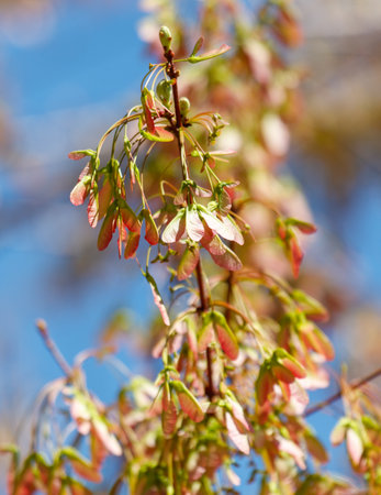 A tree with pink leaves and green buds is visible in the image. The leaves are scattered throughout the tree, with some being larger and others smaller. The buds are also presentの写真素材