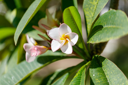 A white flower with pink petals is on a green leaf. The flower is surrounded by other green leavesの写真素材