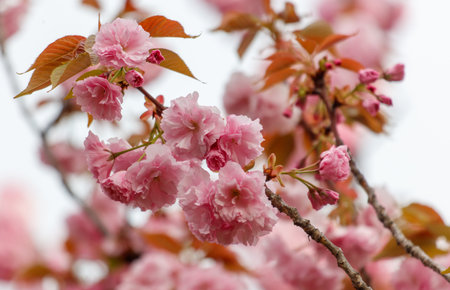 Pink flowers on a tree branch. The flowers are blooming and the tree is bareの写真素材