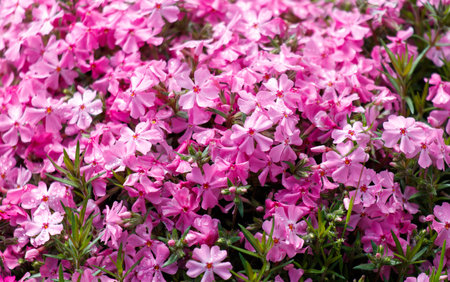 A field of pink flowers with a few purple flowers. The pink flowers are in full bloom and the purple flowers are scattered throughout the fieldの写真素材