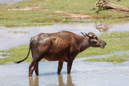 A brown cow is standing in a body of water. The cow is wet and he is enjoying the waterの写真素材