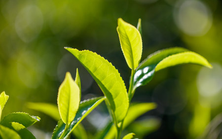 Close-up of bright green colored green Ceylon tea leaves. The leaves are full and healthy, and the plant is thriving.の写真素材