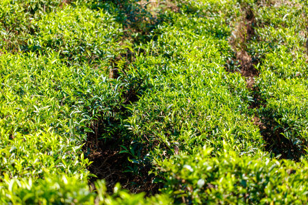 Close-up of bright green colored green Ceylon tea leaves. The leaves are full and healthy, and the plant is thriving.の写真素材