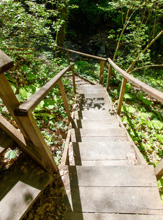 A wooden staircase in a forest with a shadow on the steps. The steps are made of wood and are covered in leavesの写真素材