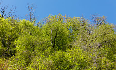 A lush green forest with a clear blue sky above. The trees are tall and leafy, creating a serene and peaceful atmosphereの写真素材