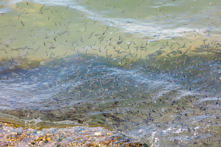 A large number of fish are swimming in the water. The water is murky and the fish are scattered throughout the waterの写真素材