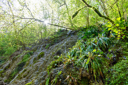 A forest with a hillside covered in moss and plants. The sun is shining through the trees, creating a peaceful and serene atmosphereの写真素材