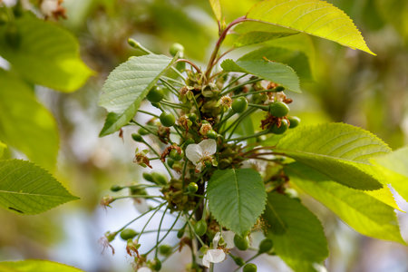 A tree with green leaves and white flowers. The flowers are small and clustered together. The tree is in full bloom, and the leaves are vibrant and healthyの写真素材