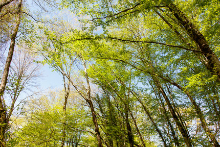 A forest with many trees and a clear blue sky. The trees are tall and green, and the sky is bright and sunnyの写真素材