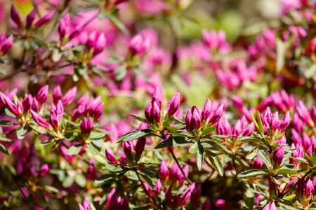 A bunch of pink flowers with green leaves. The flowers are in full bloom and are very prettyの写真素材
