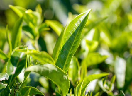 Close-up of bright green colored green Ceylon tea leaves. The leaves are full and healthy, and the plant is thriving.の写真素材