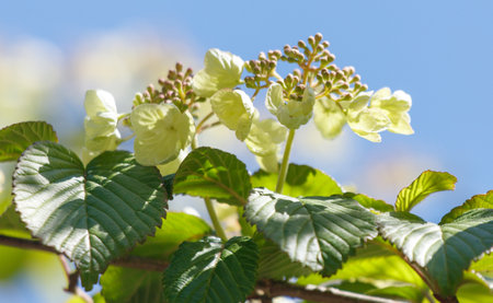 A tree with green leaves and white flowers. The flowers are small and clustered together. The leaves...