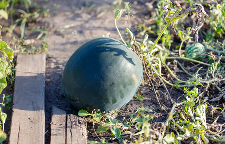 A large black watermelon sits on the ground in a field. The shadow of the watermelon is cast on the groundの写真素材