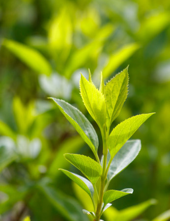 A leafy green plant with a single leaf on it. The leaf is green and has a shiny appearanceの写真素材
