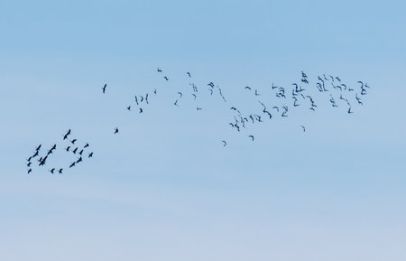 A flock of birds flying in the sky. The birds are in various positions and sizes, and they are spread out across the sky. Concept of freedom and movement, as the birds soar through the air with easeの写真素材