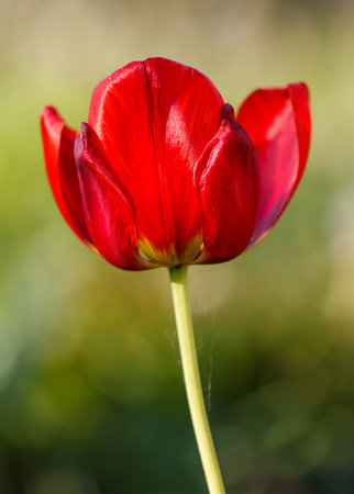 A red flower with a green stem. The flower is the main focus of the image. The flower is in full bloom and is the most prominent feature of the imageの写真素材