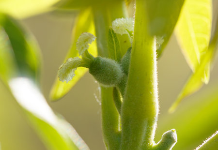 A leafy green plant with a small flower bud on the top. The bud is covered in fuzz and is surrounded by leavesの写真素材