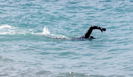 A man is swimming in the ocean wearing a black wetsuit. The water is calm and clearの写真素材