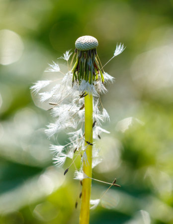 A dandelion with a white head and yellow stem. The flower is surrounded by a lot of white seedsの写真素材