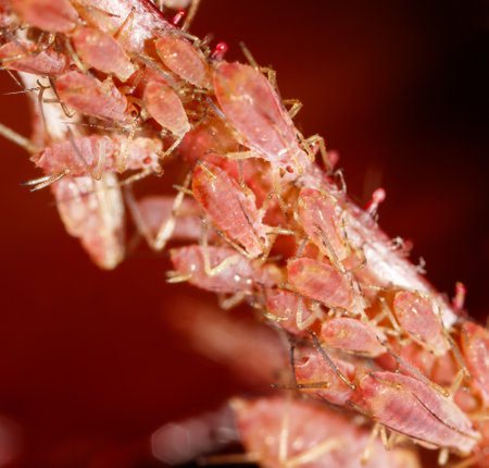 Aphids on a plant stem in nature. Macroの写真素材