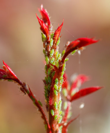 Aphids on a plant stem in nature. Macro