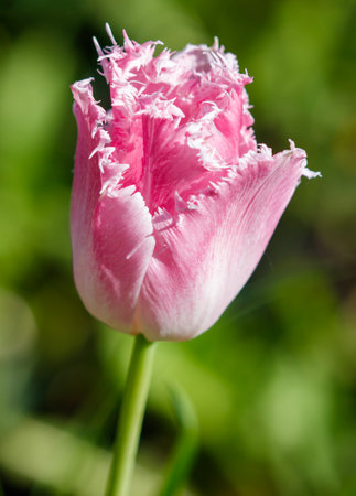 A pink flower with a fringe. The flower is the main focus of the imageの写真素材