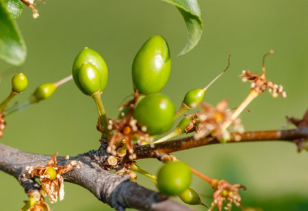 A branch with green fruit on it. The fruit is green and has a hard shell. The branch is green and has a few brown spotsの写真素材