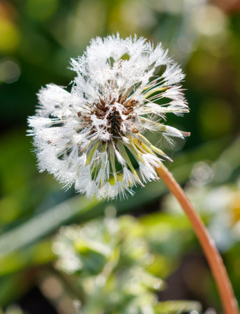 A white flower with brown stems and green leaves. The flower is in the middle of a green fieldの写真素材