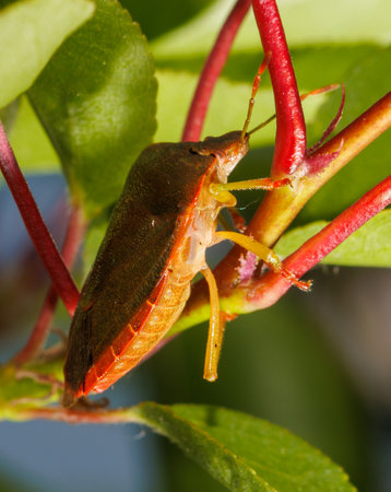 A brown and orange bug is sitting on a leaf. The bug is small and brown with a green headの写真素材