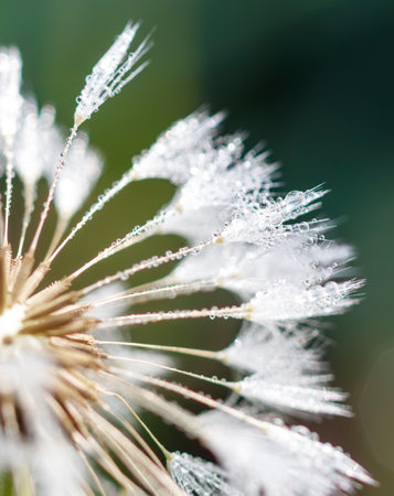 A close up of a flower with dew drops on it. The flower is a dandelion and the dew drops are on the petals. Concept of freshness and tranquilityの写真素材
