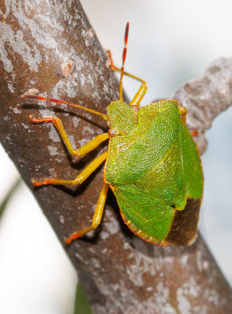 A green bug is sitting on a tree branch. The bug is small and has a yellow stripe on its back