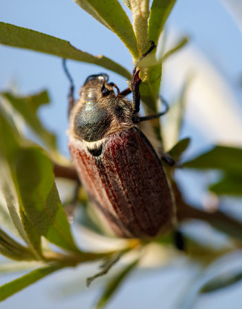 A large brown and green beetle is perched on a leaf. The insect is brown and green, with a shiny,...