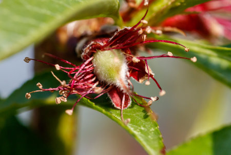 A close up of a flower with a green center and red petals. The flower is surrounded by green leavesの写真素材