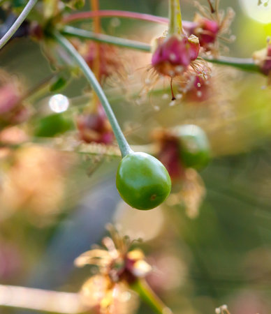A green fruit is hanging from a tree. The fruit is surrounded by other fruits and leaves. The image has a peaceful and natural feel to itの写真素材