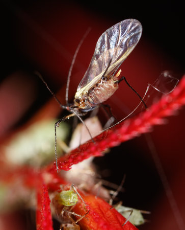 Aphids on a plant stem in nature. Macroの写真素材