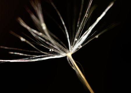 A close up of a flower with dew drops on it. The flower is a single stem with a single flower head. The dew drops on the flower give it a fresh and delicate appearanceの写真素材