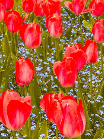 A field of red tulips with blue flowers in the background. The flowers are in full bloom and the colors are vibrantの写真素材