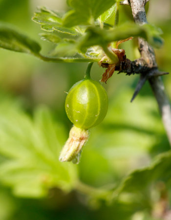 A green fruit is hanging from a tree. The tree is full of leaves and the fruit is hanging from a branchの写真素材